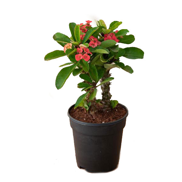 افوربیا مرجان مینیاتوری 